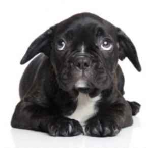 Picture for category Building a new routine items to help your furry friend